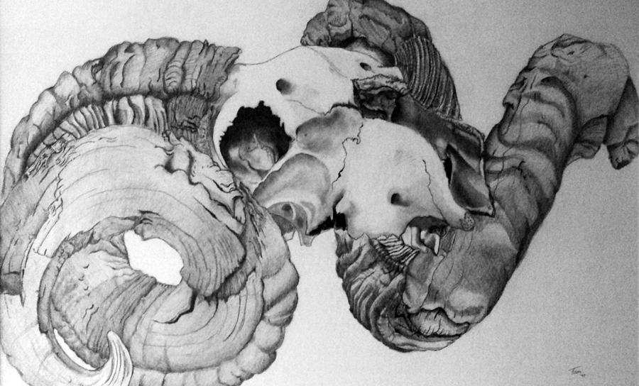 900x544 ram drawing - Ram Drawing