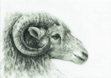 375x264 ram profile drawing - Ram Drawing