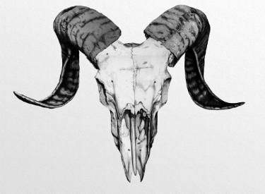 375x275 the ram drawing - Ram Drawing
