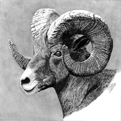 Ram Drawing at PaintingValley.com | Explore collection of Ram Drawing