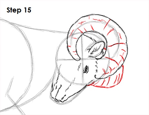 500x387 How To Draw A Bighorn Ram - Ram Head Drawing