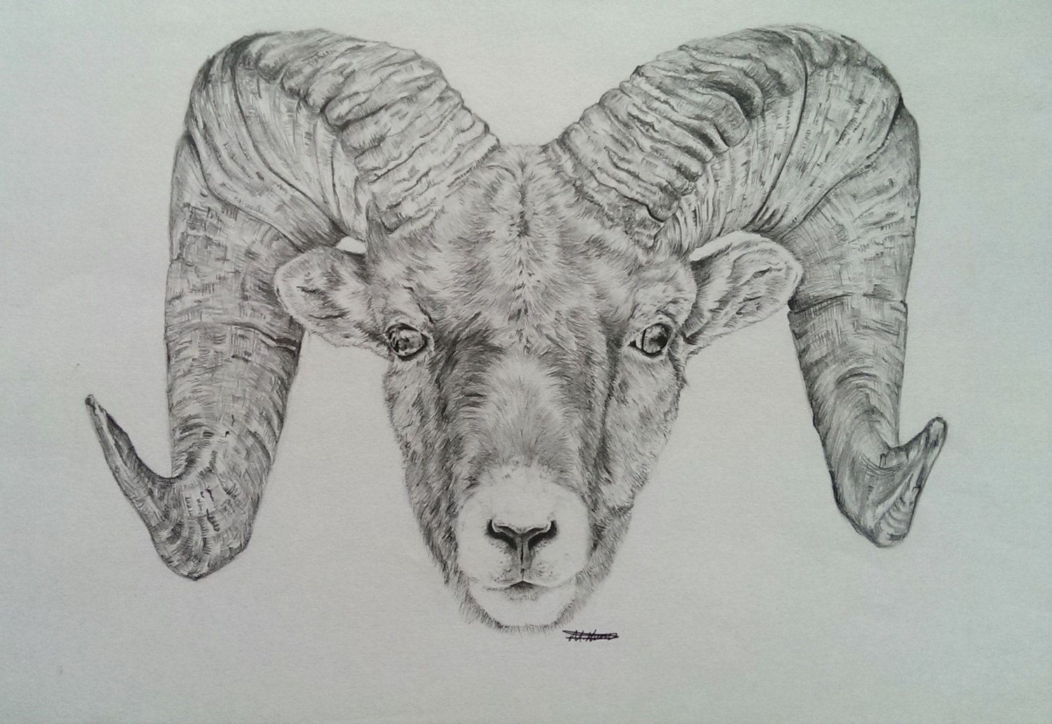 1500x1032 Sale Ram Head Drawing - Ram Head Drawing