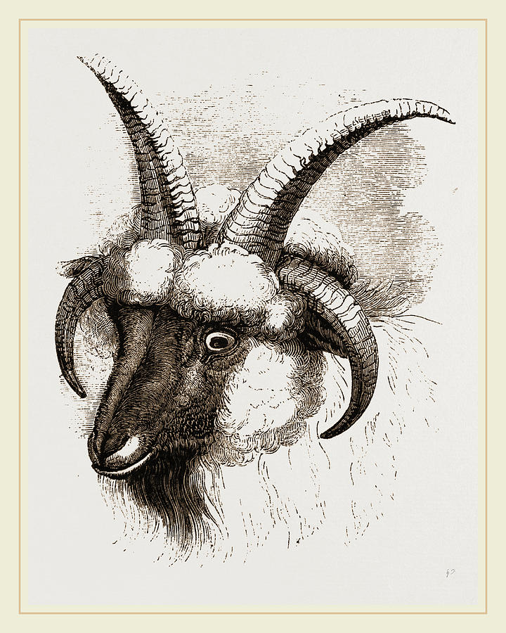 720x900 Head Of Four Horned Ram Drawing - Ram Head Drawing
