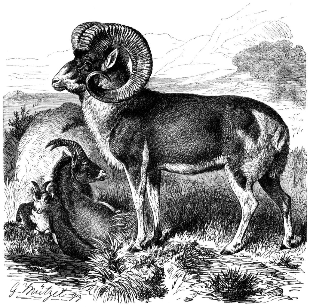 1200x1186 marco polo sheep - Ram Horns Drawing