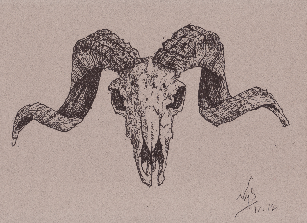 Ram Horns Drawing at Explore collection of Ram