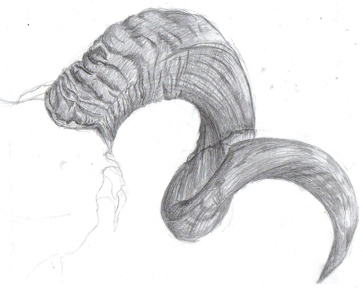 0. Ram Drawing Horns Fo. 