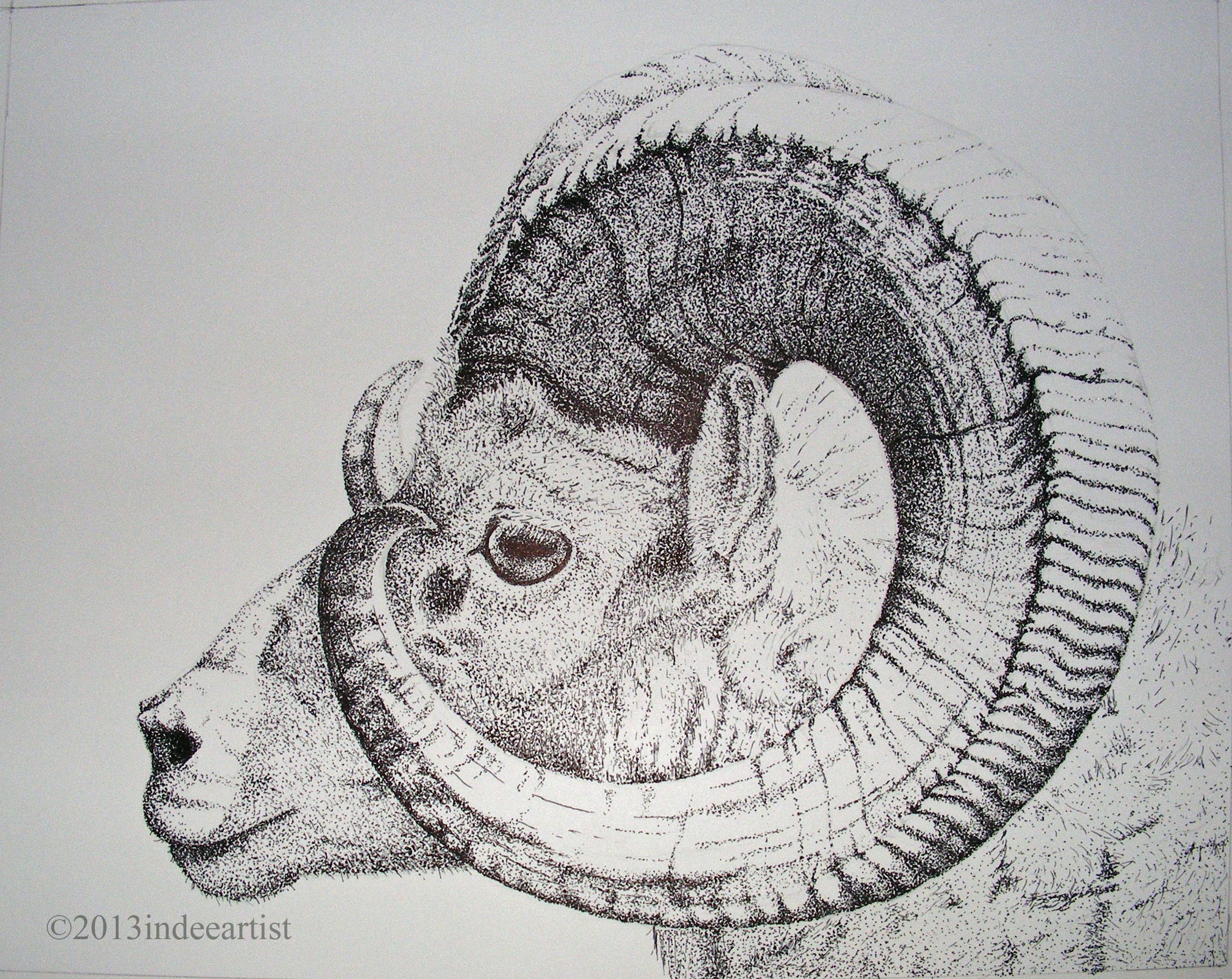 Ram Horns Drawing At Explore Collection Of Ram
