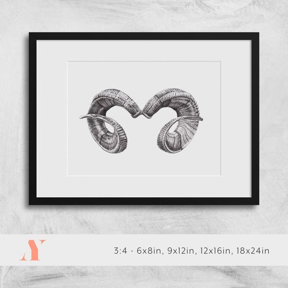 570x570 Ram Horns Drawing Downloadable For Digital Print Etsy - Ram Horns Drawing