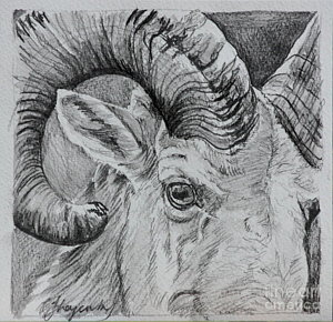 Ram Horns Drawing at PaintingValley.com | Explore collection of Ram ...