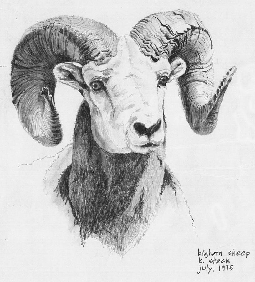 815x900 horns drawing bighorn sheep for free download - Ram Horns Drawing.