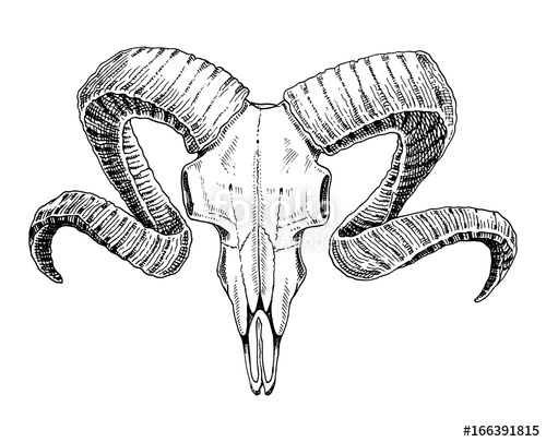 500x405 biology or anatomy illustration engraved hand drawn in old sketch - Ram Horns Drawing