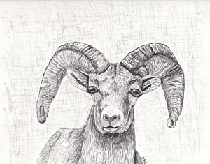 300x235 bighorn sheep drawing - Ram Horns Drawing