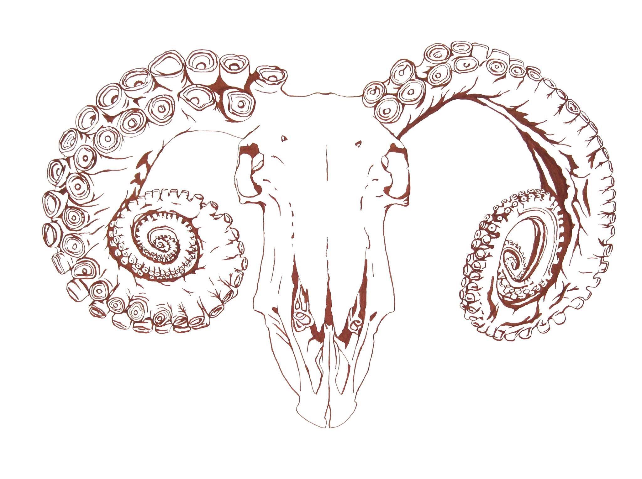 Ram Skull Drawing at Explore collection of Ram