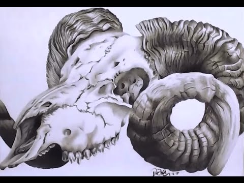 480x360 Goat Skull - Ram Skull Drawing