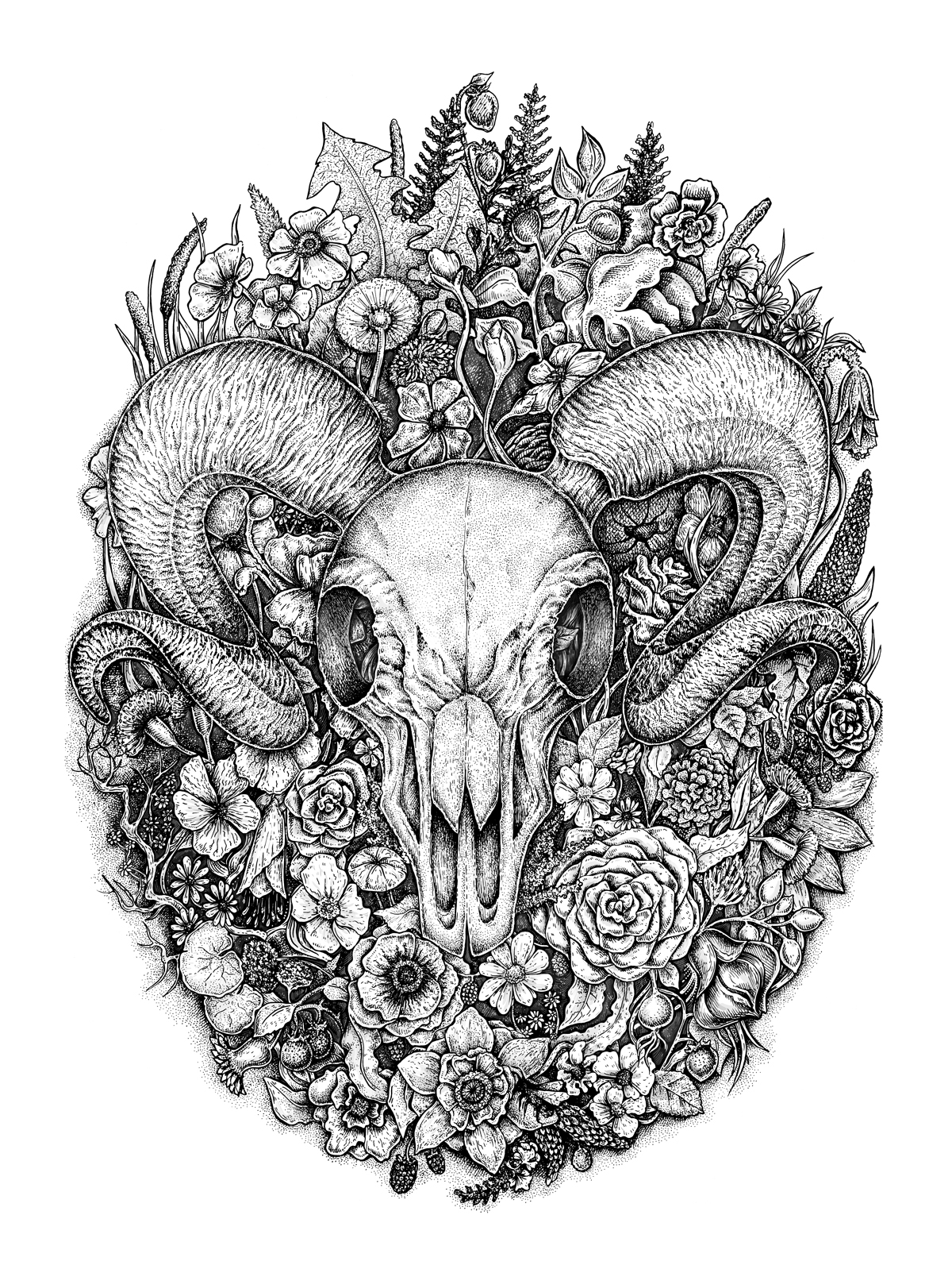 Ram Skull Drawing at Explore collection of Ram