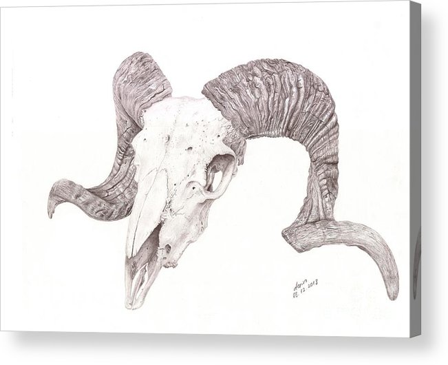 651x530 Ram Skull Acrylic Print - Ram Skull Drawing