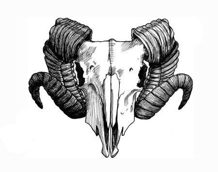450x355 ram skull diagram wiring diagram - Ram Skull Drawing