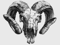 200x150 Ram Skull Drawing Unique Skulls - Ram Skull Drawing