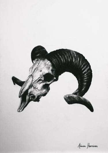 375x531 Ram Skull Drawing - Ram Skull Drawing