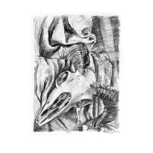 300x300 Ram Skull Still Life Drawing - Ram Skull Drawing