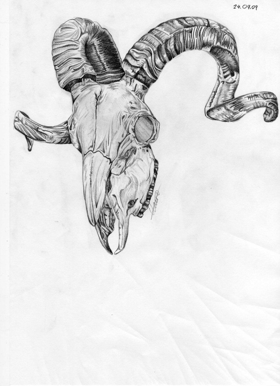900x1242 Ram Drawing Free Download - Ram Skull Drawing