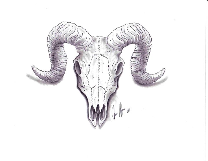 720x556 Ram Skull - Ram Skull Drawing