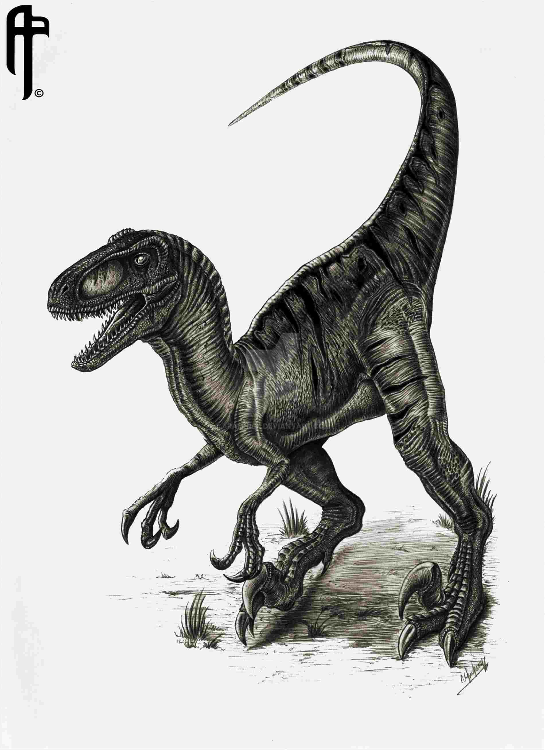 Raptor Dinosaur Drawing at Explore collection of