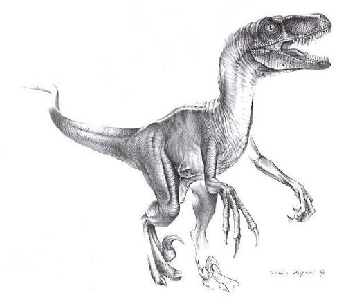 500x446 velociraptor doodles dinosaur tattoos, dinosaur drawing - Raptor Dinosaur Drawing