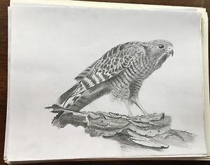 300x236 hand drawn pencil drawing sketches raptor - Raptor Drawing