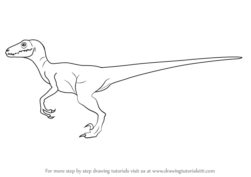 800x565 learn how to draw a velociraptor - Raptor Drawing