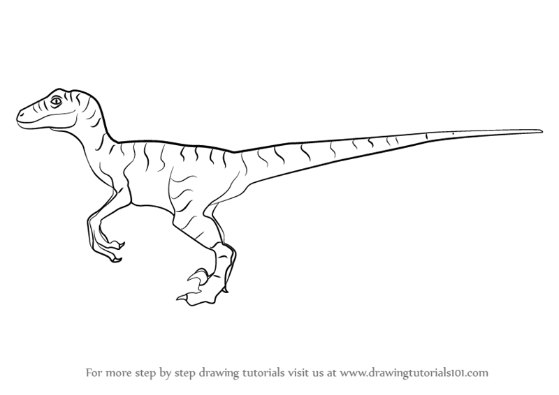 800x566 learn how to draw a velociraptor dinosaur - Raptor Drawing