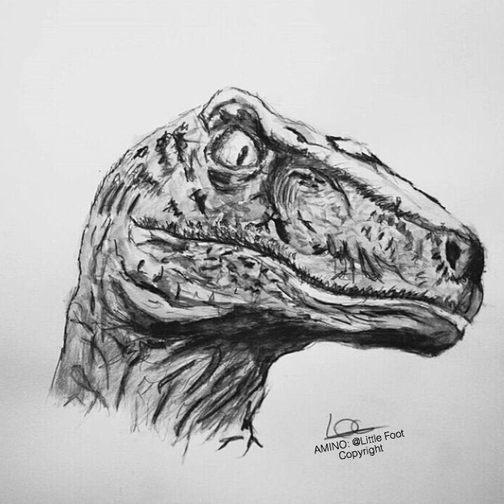 Raptor Drawing at PaintingValley.com | Explore collection of Raptor Drawing