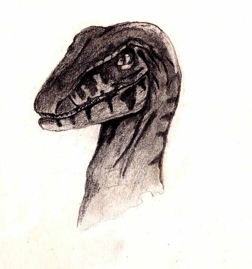 Raptor Drawing at PaintingValley.com | Explore collection of Raptor Drawing
