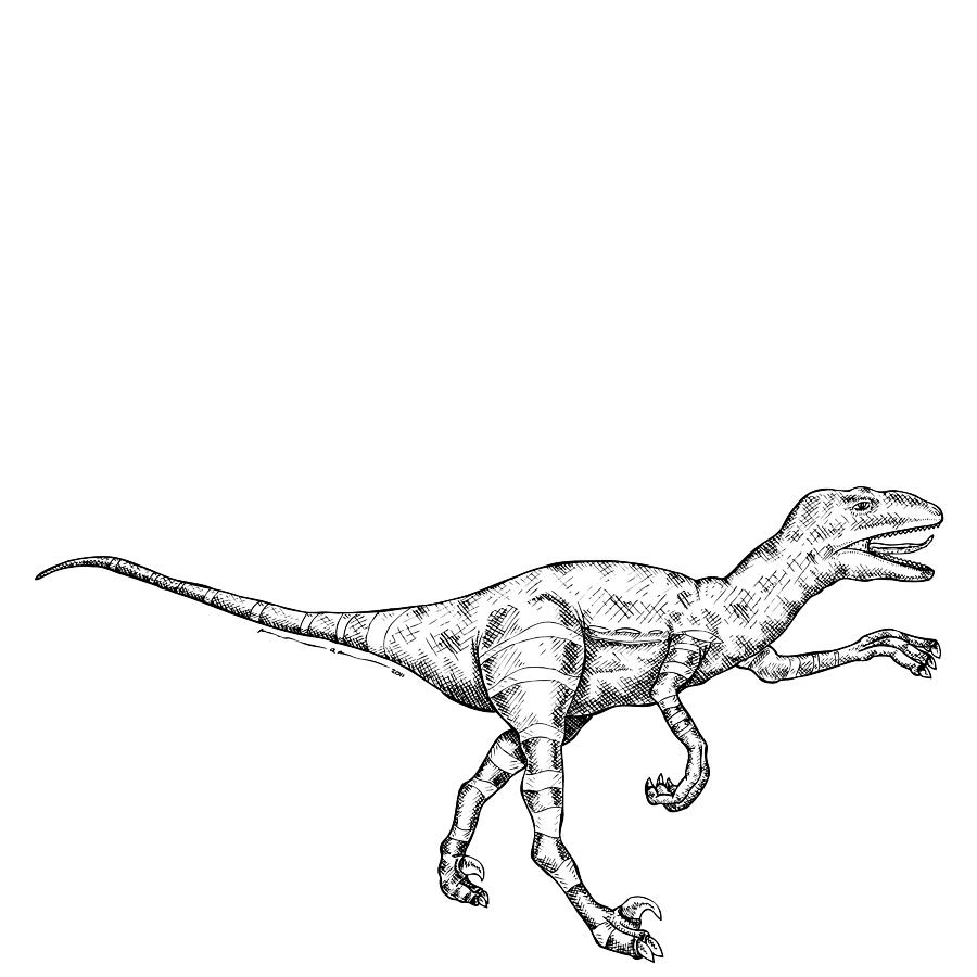 900x900 raptor drawing - Raptor Drawing