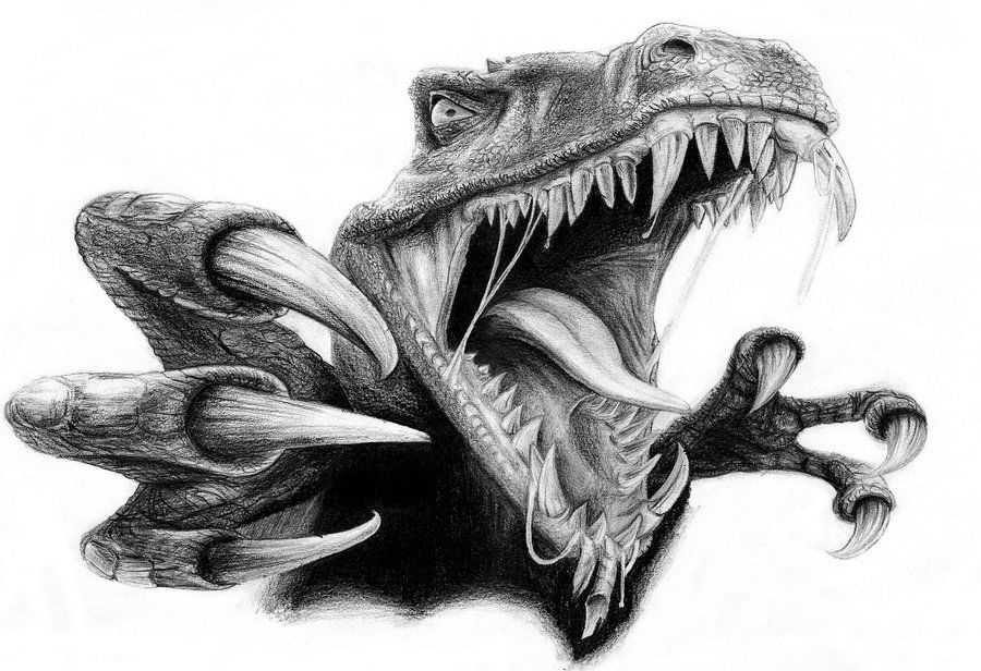 900x616 raptor drawing free download - Raptor Drawing