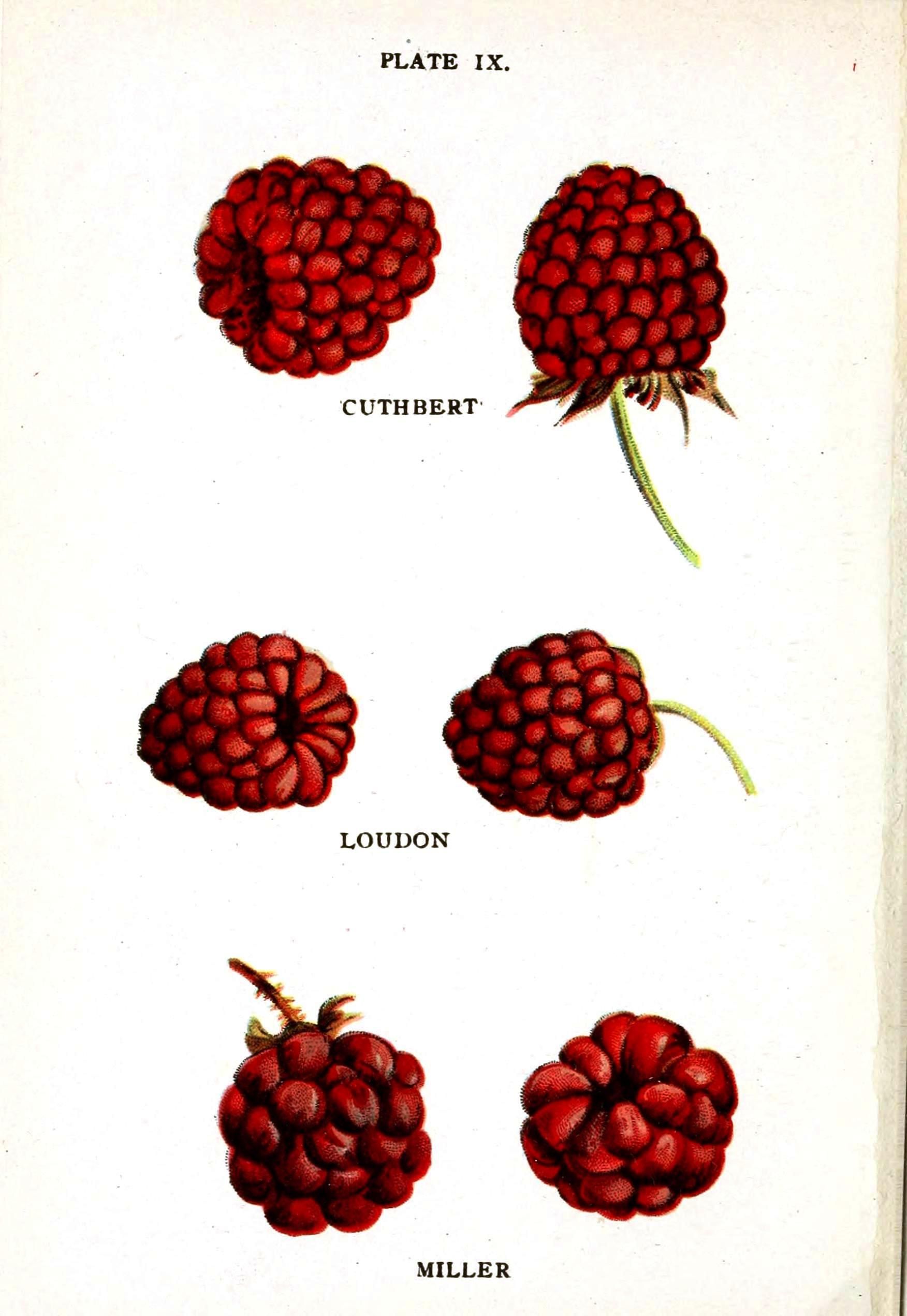 1752x2542 Images For Gt Raspberry Fruit Drawing I Can Paint That - Raspberry Drawing