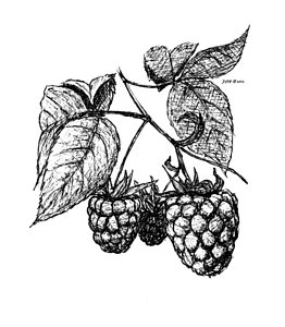 262x300 Raspberries Drawing - Raspberry Drawing