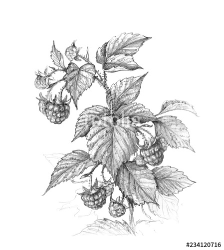 449x500 Raspberry Branch Pencil Drawing Stock Photo And Royalty Free - Raspberry Drawing