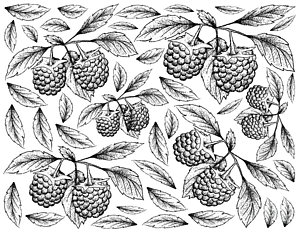 300x233 Raspberry Drawings Fine Art America - Raspberry Drawing