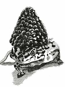 225x300 Raspberry Gecko Cross Hatch Pen Ink Style Art Prints Lizard - Raspberry Drawing