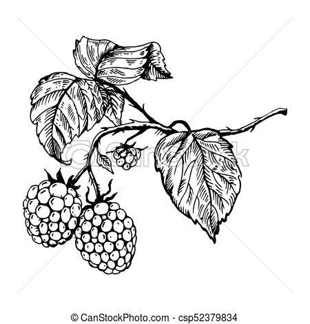450x470 Raspberry Engraving Vector Illustration Raspberry Branch - Raspberry Drawing