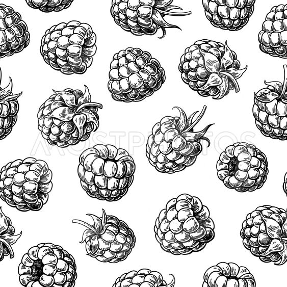 563x563 Raspberry Seamless Pattern - Raspberry Drawing
