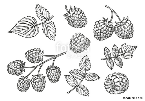 500x350 Raspberry Vector Drawing Set Isolated Berry Branch And Leaves - Raspberry Drawing