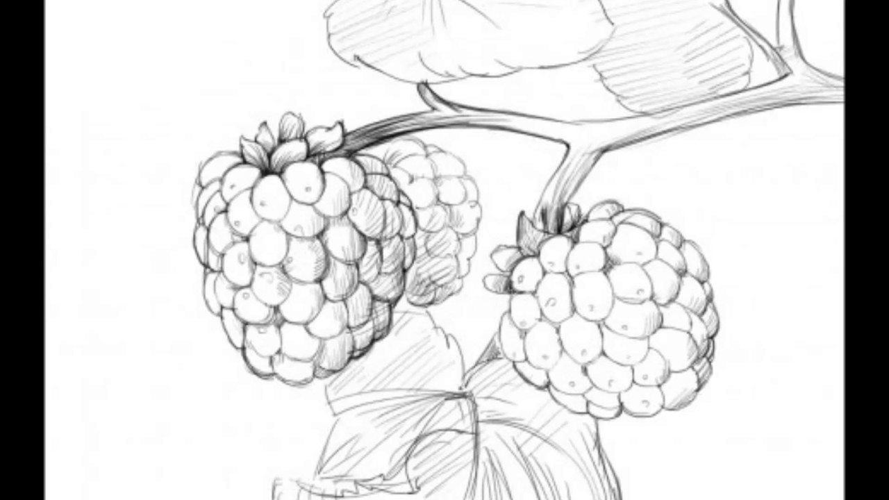 1280x720 Berry Drawing Blue Raspberry For Free Download - Raspberry Drawing