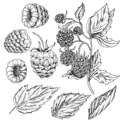 400x400 Sketch Pen And Ink Vintage Raspberry Set Illustration, Draft - Raspberry Drawing