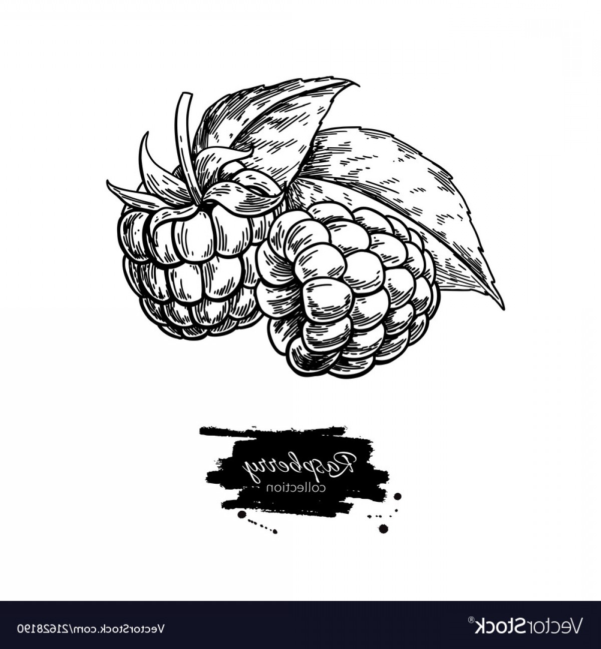 1200x1296 Vector Drawing Arenawp - Raspberry Drawing