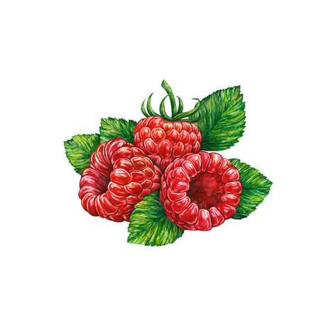 473x473 Watercolor Drawing Of Forest Raspberry Posters - Raspberry Drawing