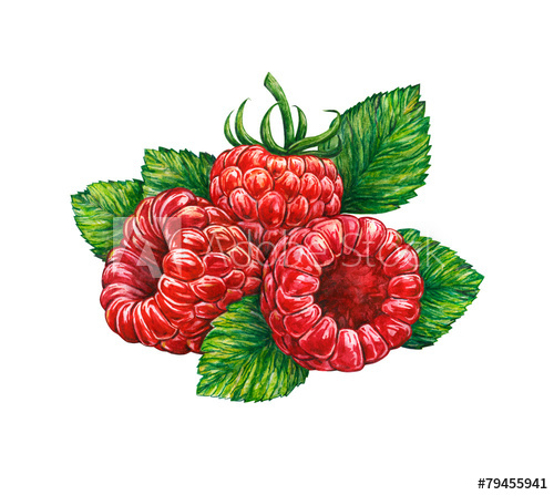 500x447 Watercolor Drawing Of Forest Raspberry - Raspberry Drawing