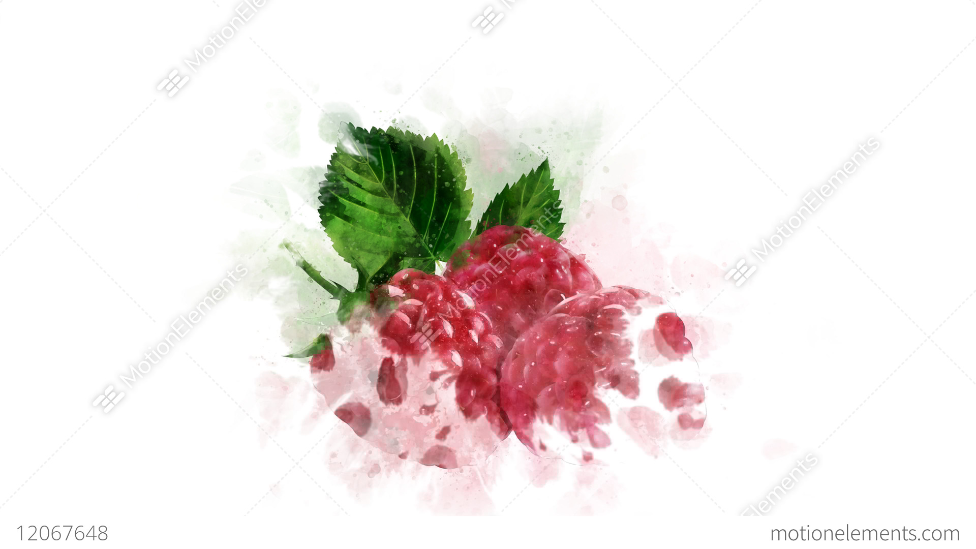 1920x1080 Animation Of Watercolor Drawing Of Raspberry Stock Video Footage - Raspberry Drawing