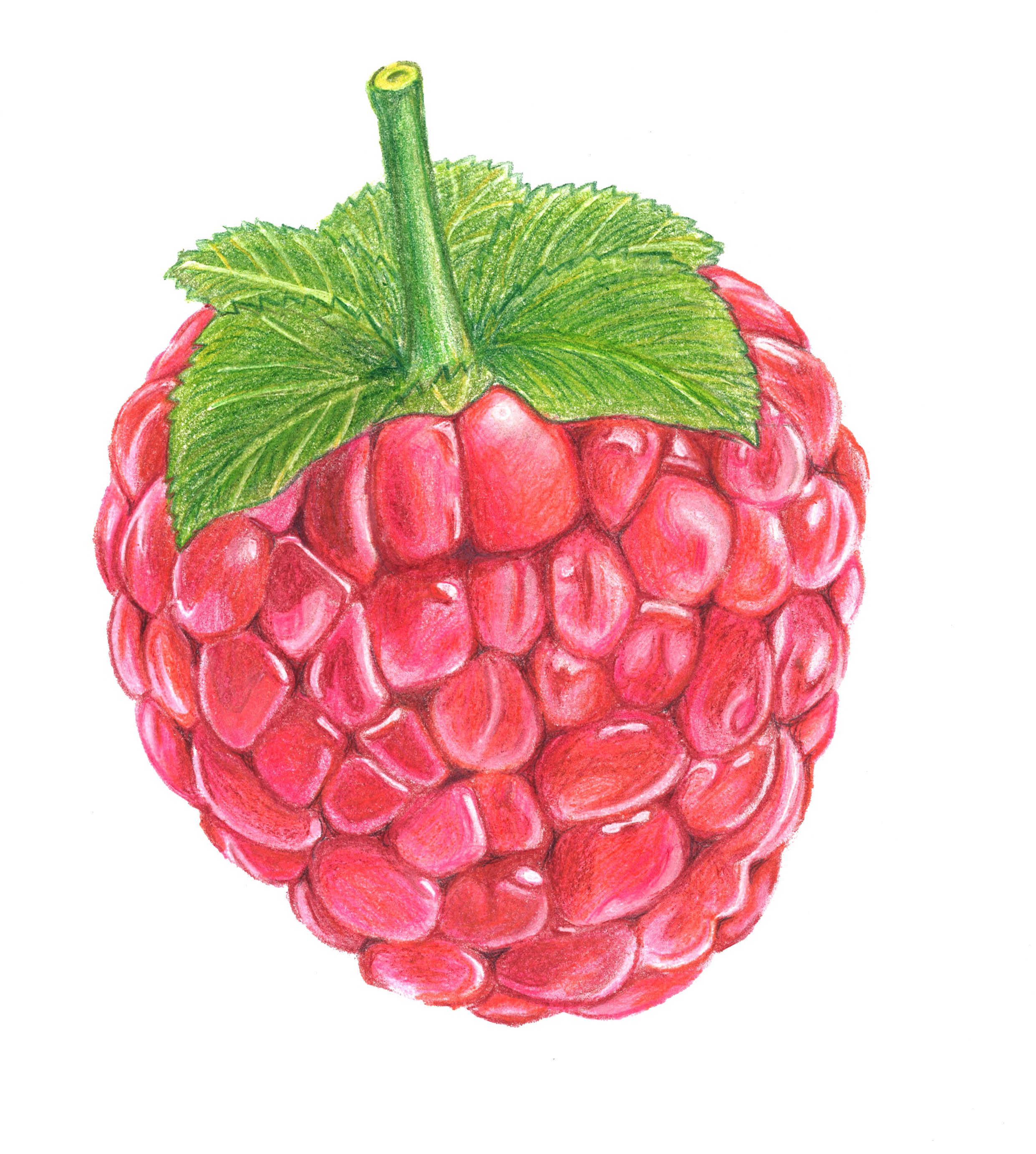 2483x2766 Colored Drawing Of A Raspberry Art In Drawings, Natural - Raspberry Drawing
